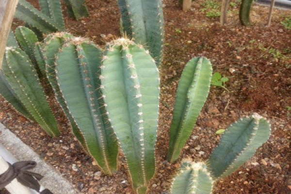 Dragon God Pillar Dragon God Pillar