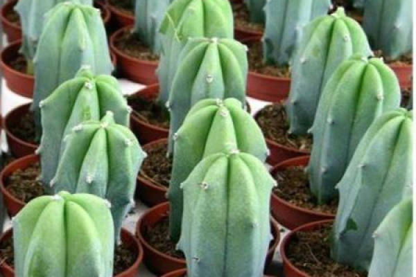 Dragon God column Dragon God column