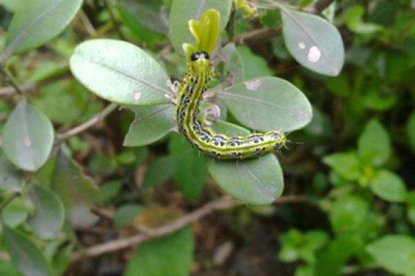 Euonymus formosana