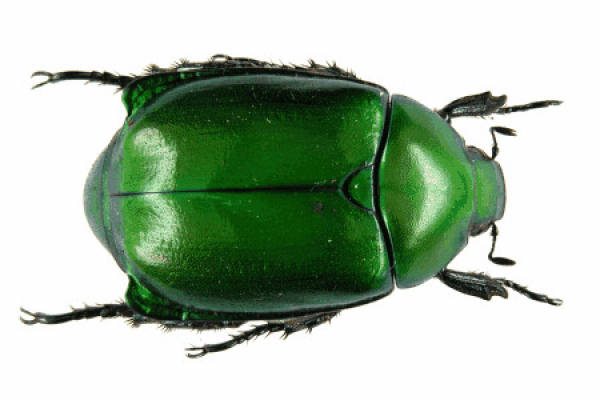 boxwood ruler moth