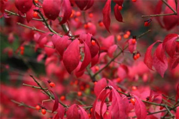 Euonymus alatus
