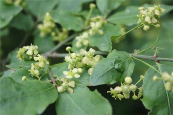 Euonymus alatus