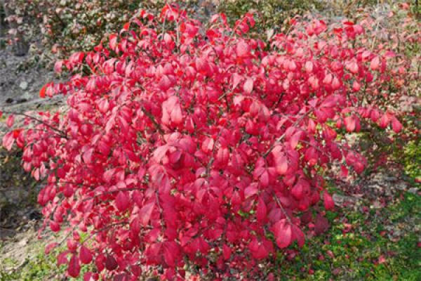 Euonymus alatus