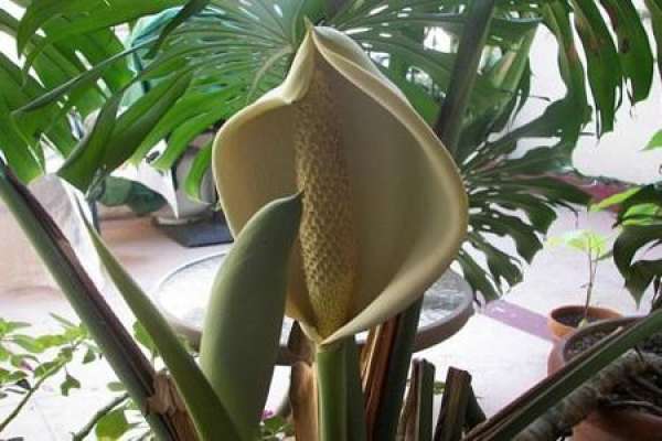 Turtle Back Bamboo