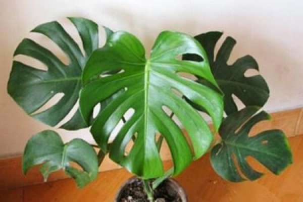 turtle's bamboo