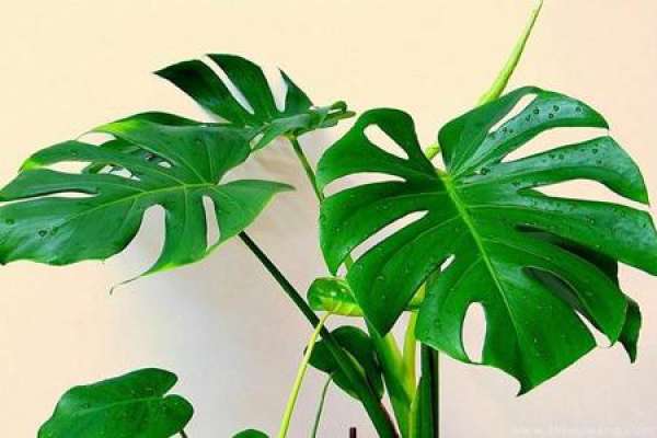 Turtle Back Bamboo