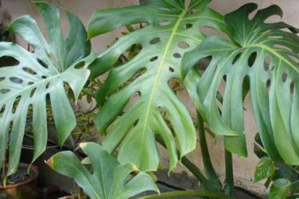 Turtle Back Bamboo