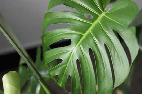 Turtle Back Bamboo