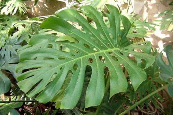 turtle's bamboo