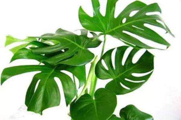 turtle's bamboo