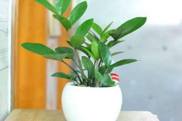 money tree