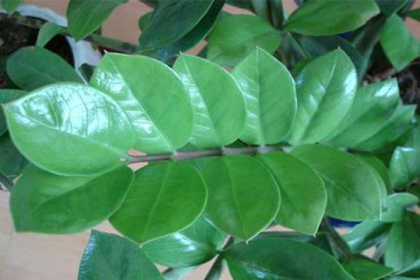 money tree
