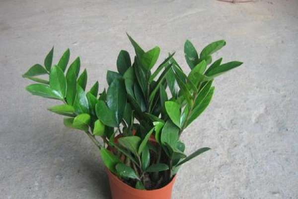 money tree