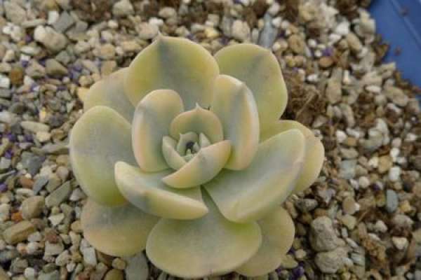 Herba Echeveria