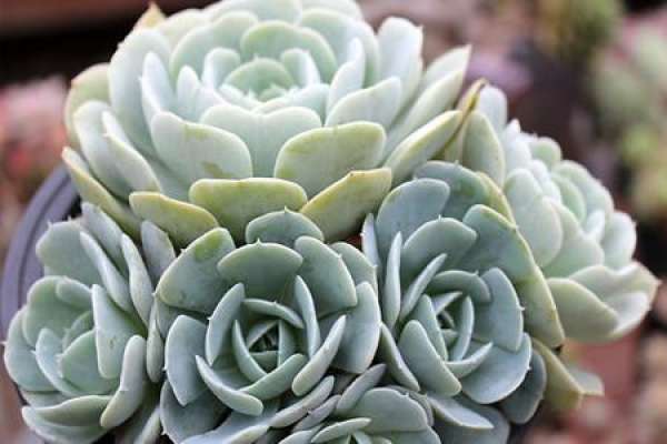 Herba Echeveria
