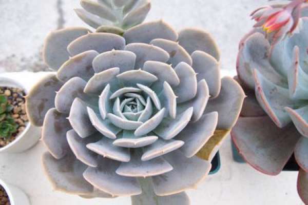 stone lotus