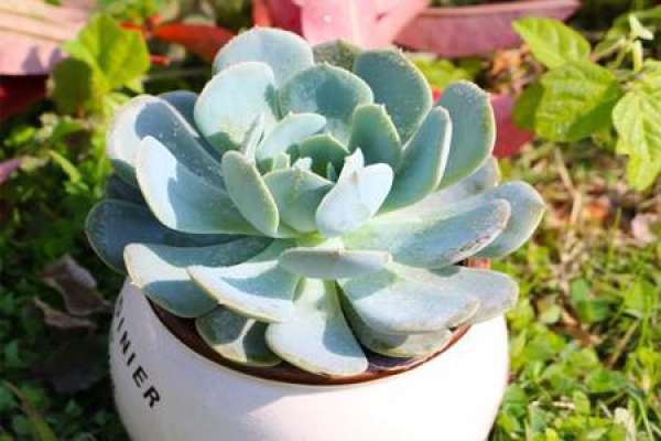 Herba Echeveria