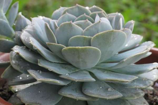 stone lotus