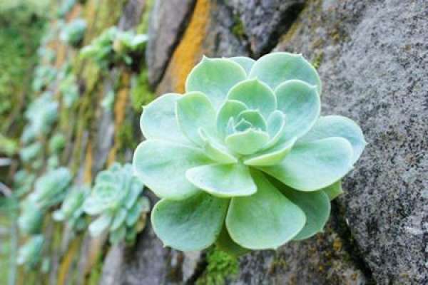 Herba Echeveria