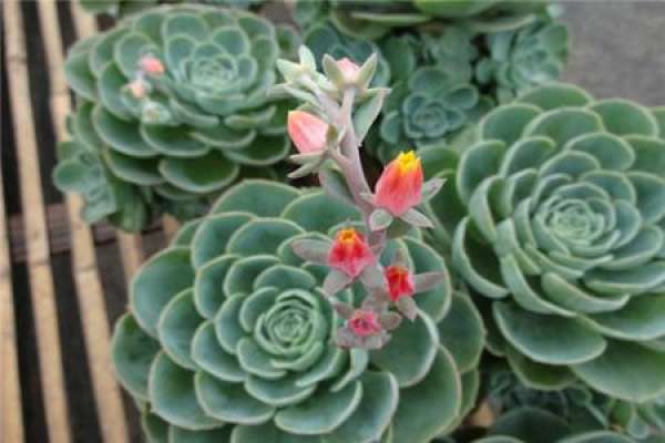 Herba Echeveria