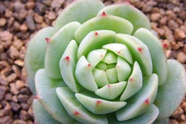 stone lotus