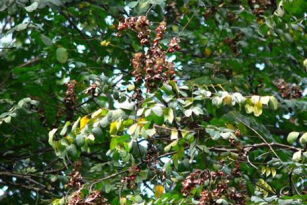 Sea Red Bean