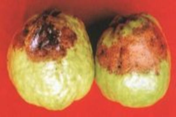 Pomegranate