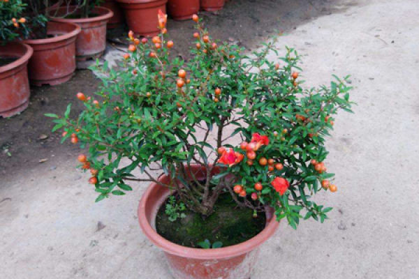 pomegranate