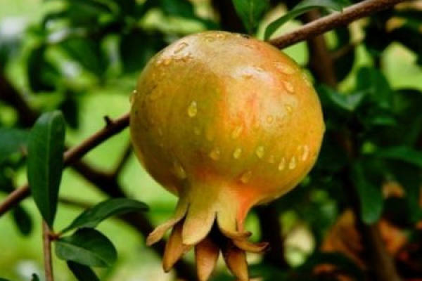 Pomegranate