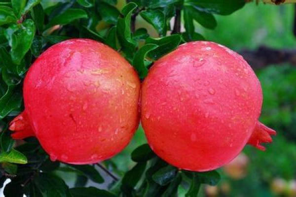 Pomegranate