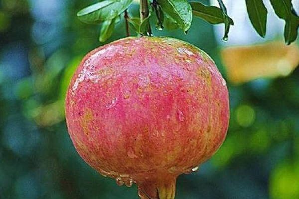 Pomegranate