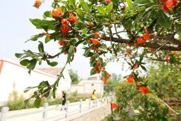 Pomegranate