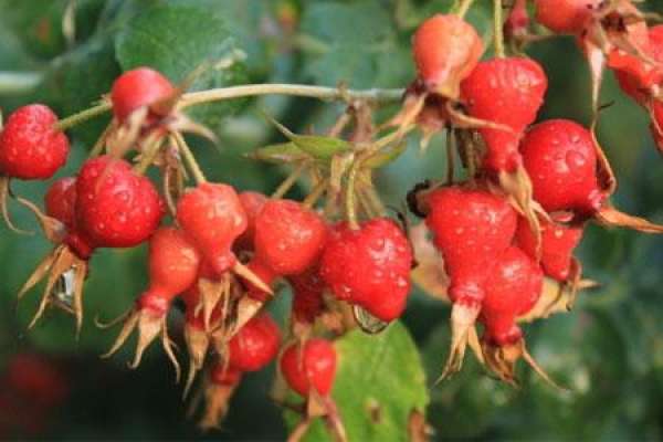 Pomegranate