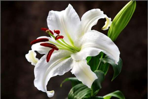 Lily with white flower