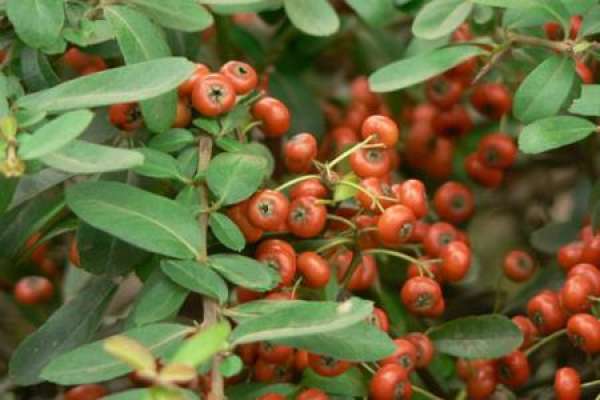 Pyracantha