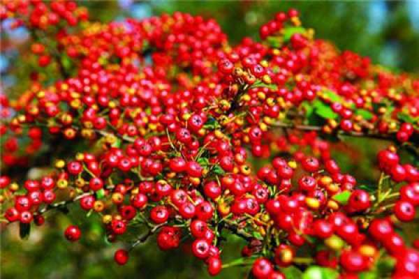 Pyracantha
