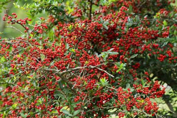Pyracantha