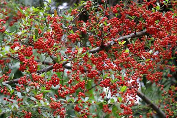 Pyracantha