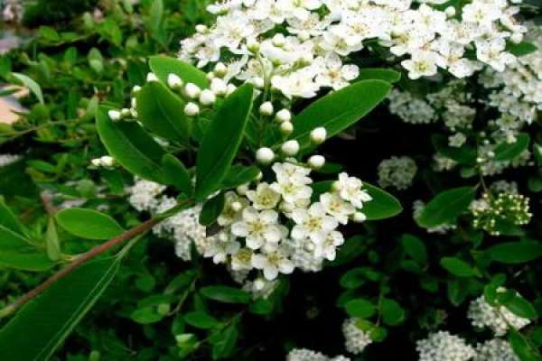 Pyracantha