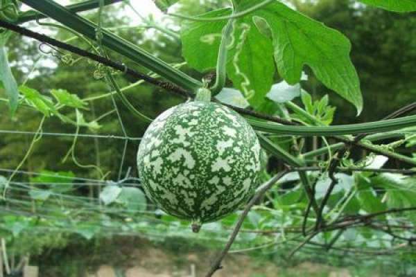 Chinese Trichosanthes