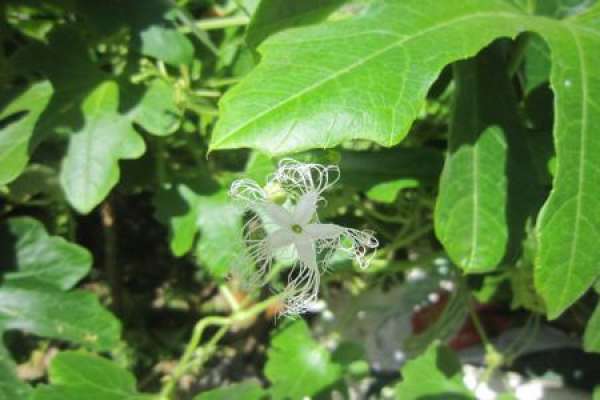 Chinese Trichosanthes
