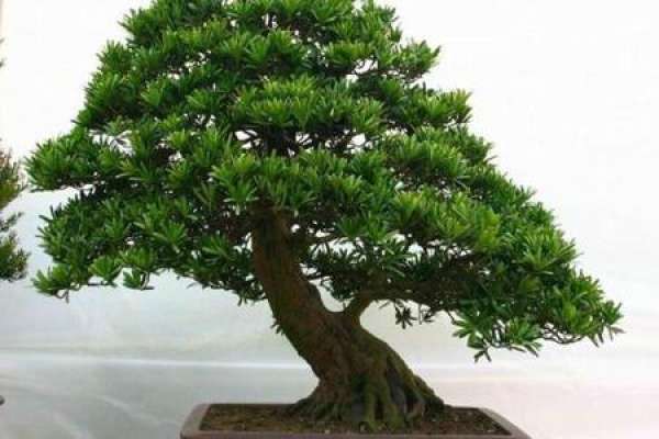 Podocarpus macrophylla