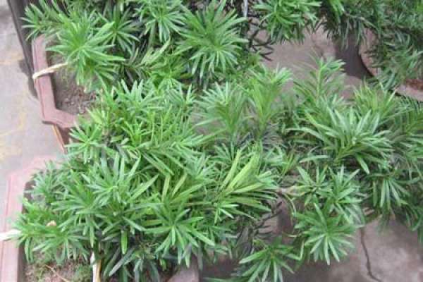 Podocarpus macrophylla