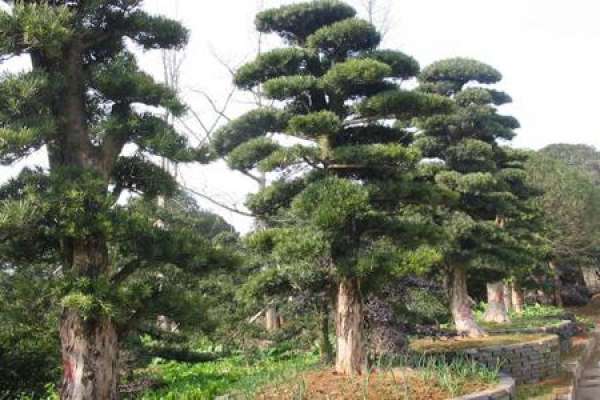 Chinese pine