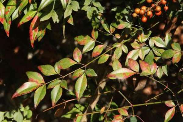Nantian bamboo