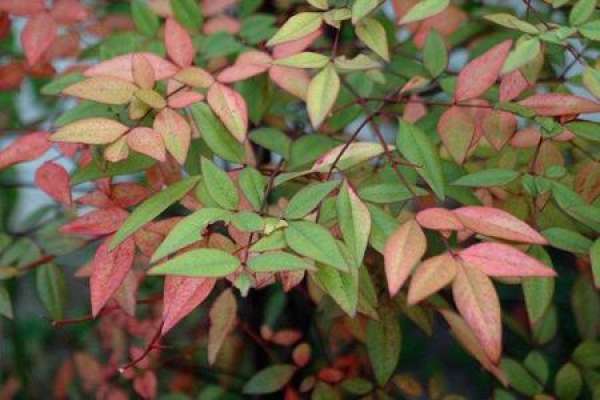 Nantian bamboo