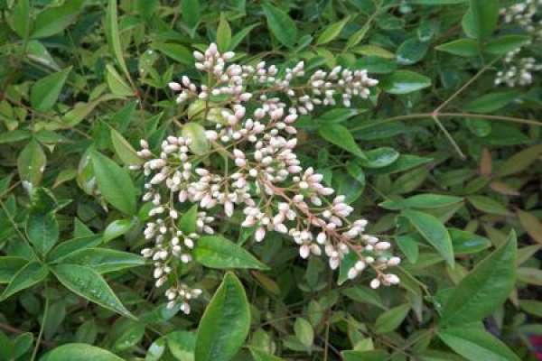 Nandina domestica