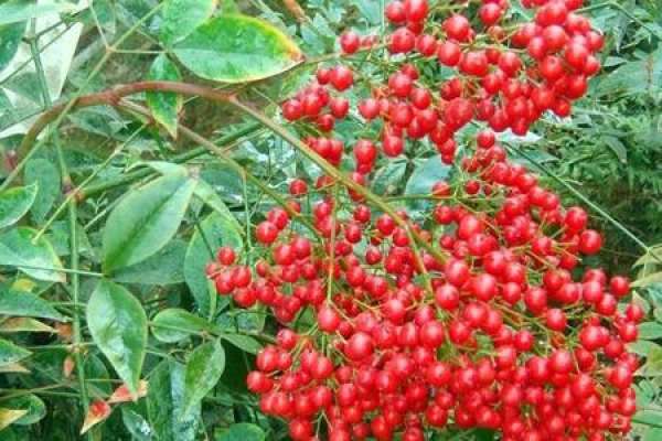 Nandina domestica