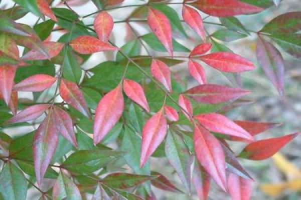 Nantian bamboo