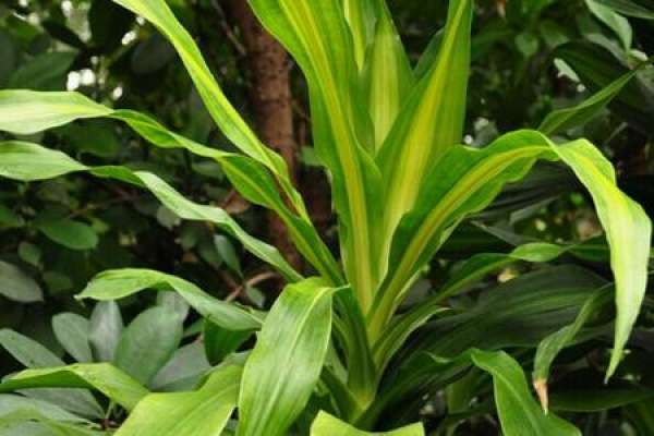 Dracaena fragrans